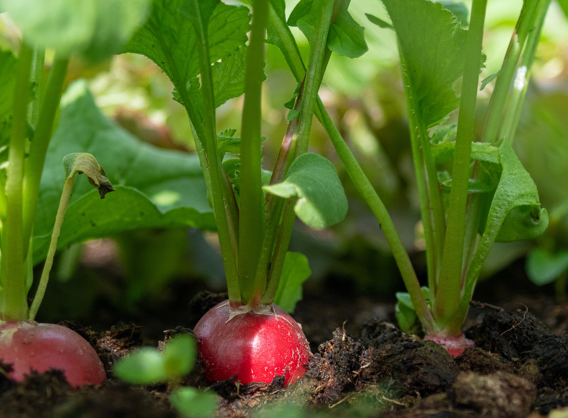 URBAN FARMING